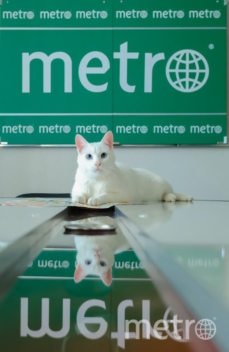 Предсказатель Ахилл в редакции Metro. Фото Алена Бобрович, "Metro"