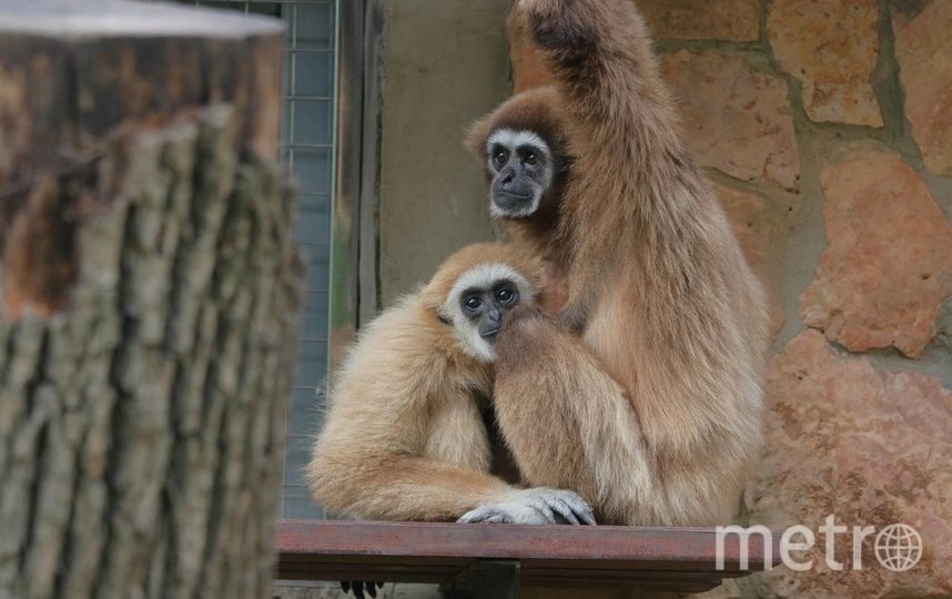 Кассы Ленинградского зоопарка временно закроют с 13 марта