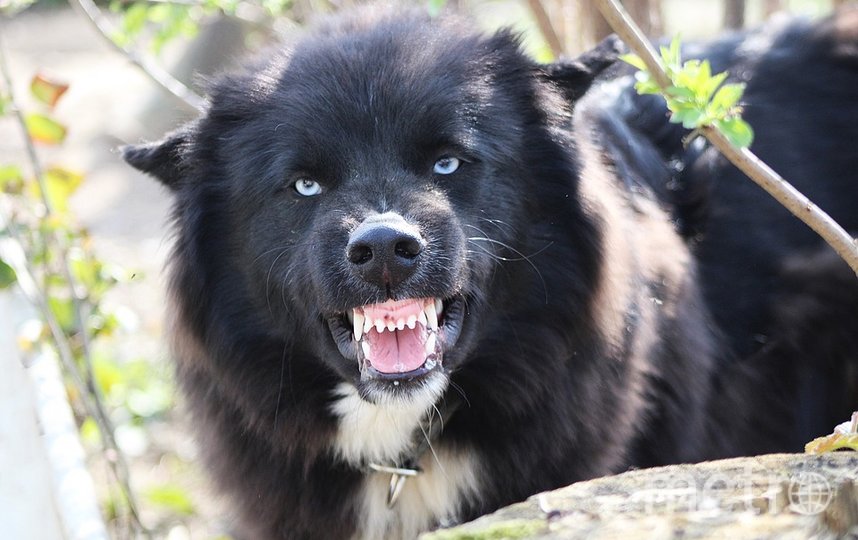 Собака бывает кусачей: кинологи назвали причины агрессии у четвероногих
