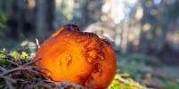 За сбор краснокнижных грибов могут посадить в тюрьму: любителям саркосомы шаровидной грозит реальный срок