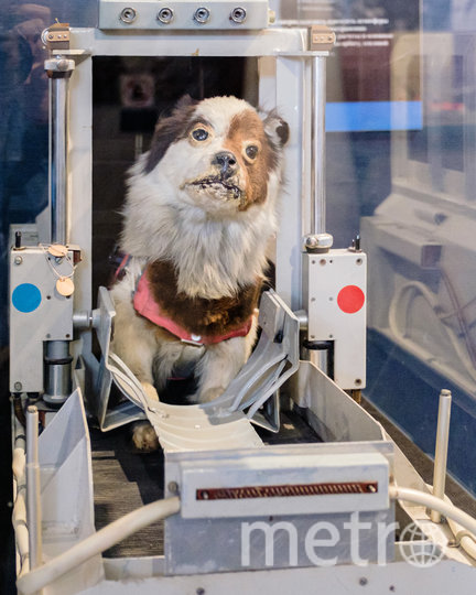 Макет системы фиксации подопытной с чучелом собаки. Фото Алена Бобрович, "Metro"
