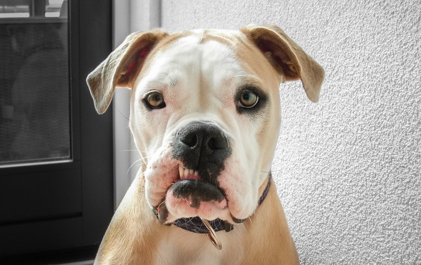 ЗакС Петербурга предложил штрафовать за выгул опасных собак без намордника и поводка. Фото Pixabay