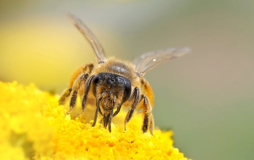 Ученые установили, как пчелы создают свой парфюм. Фото Pixabay