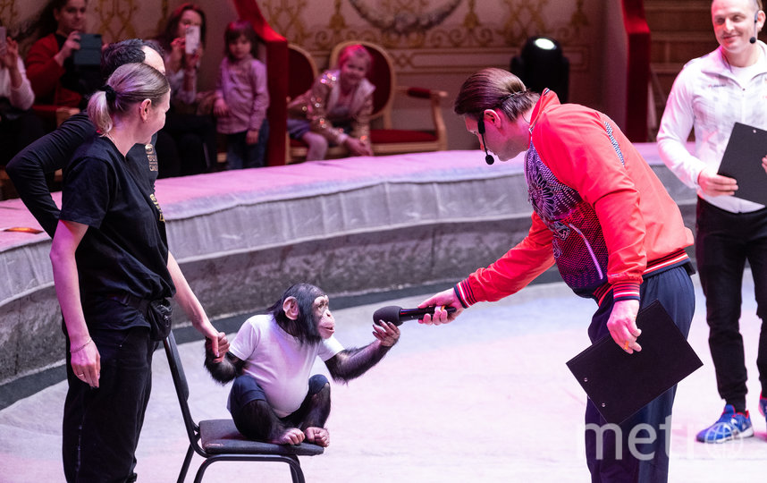 Умный шимпанзе Гермес. Фото Игорь Акимов, "Metro"