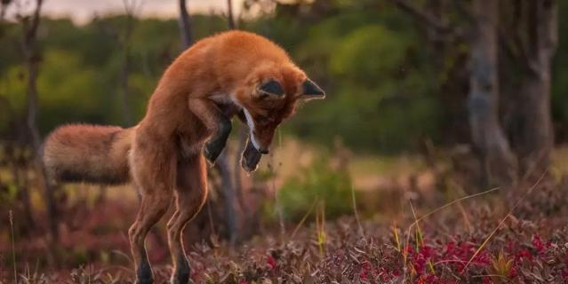 "Пенелопа мышкует". Рыжие лисы охотятся до рассвета либо поздним вечером. При охоте на полевок они определяют добычу по звуку, затем прыгают, паря над добычей и управляя хвостом в воздухе.