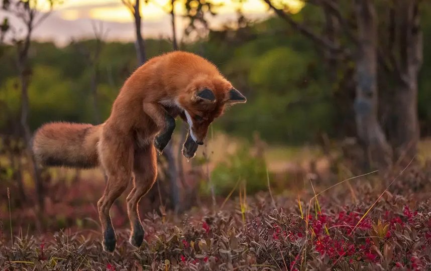 "Пенелопа мышкует". Рыжие лисы охотятся до рассвета либо поздним вечером. При охоте на полевок они определяют добычу по звуку, затем прыгают, паря над добычей и управляя хвостом в воздухе. Фото Дмитрий Шпиленок.