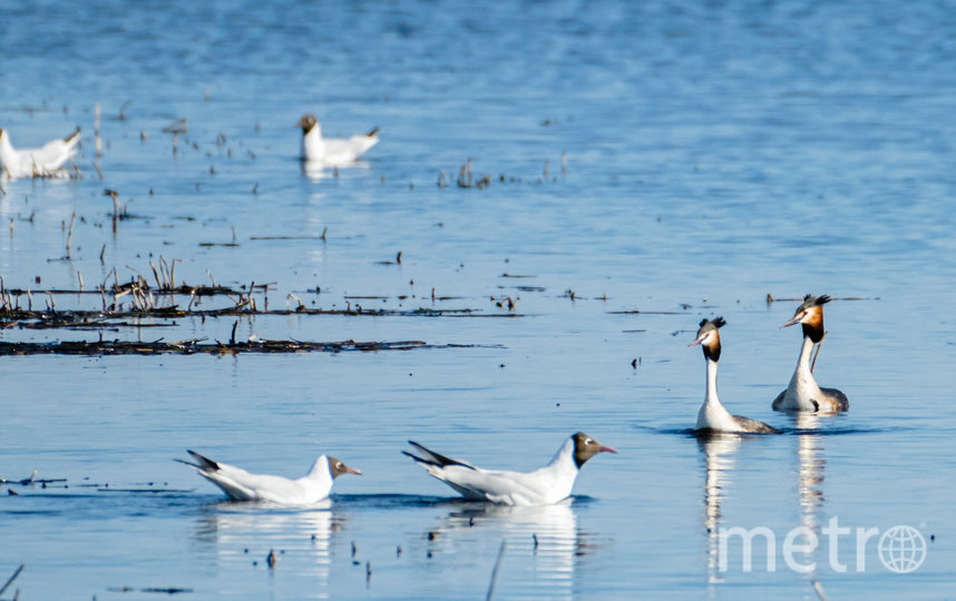 Водоплавающие птицы на Сестрорецком разливе. Фото Алена Бобрович, "Metro"