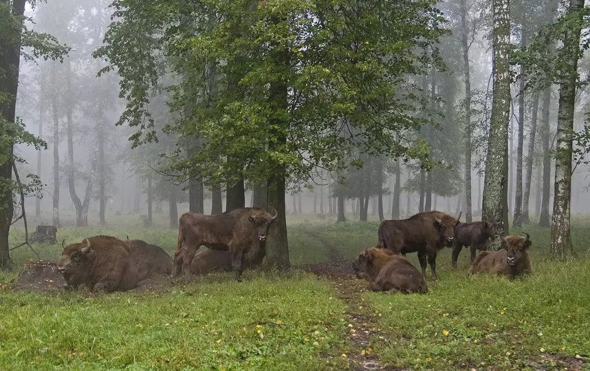 В лесу можно понаблюдать за зубрами. Фото Росзаповедцентр.