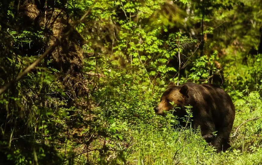 Бурый медведь – частый гость заповедника. Фото Росзаповедцентр.
