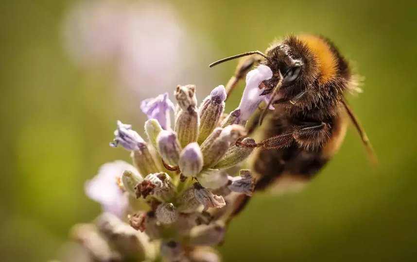 Пчелы обеспечивают опыление более 75% продовольственных культур в мире и не менее 90% всех дикорастущих цветковых растений. Фото Getty