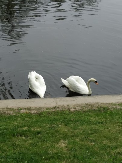 Лебеди Елисей и Любава вернулись в Летний сад. Фото vk.com/lsadex