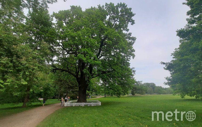 До 1 августа на сайте rosdrevo.ru можно проголосовать за дуб «Елагиноостровский хранитель» (№65) национальном конкурсе «Российское дерево года 2023». Фото Белова Зинаида, "Metro"