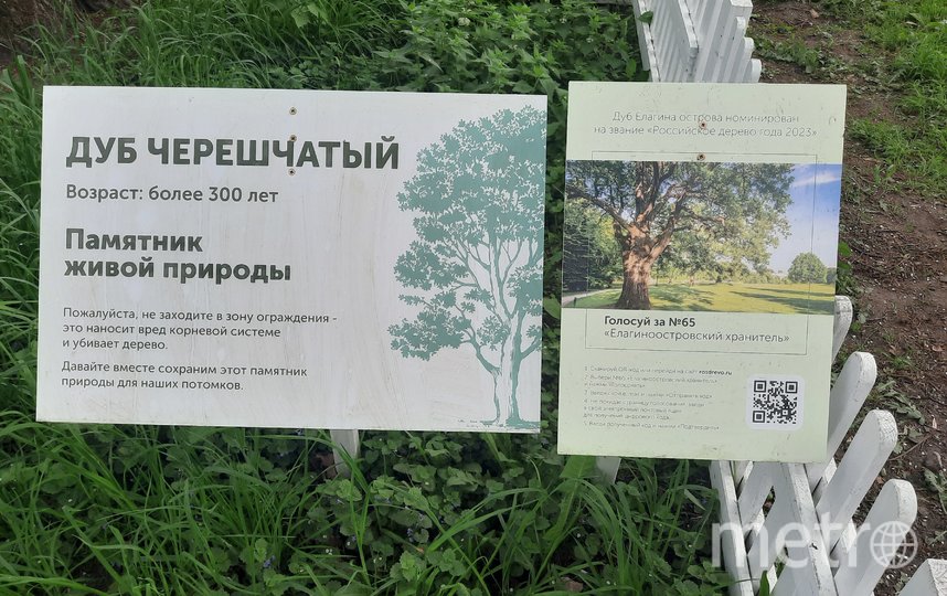 До 1 августа на сайте rosdrevo.ru можно проголосовать за дуб «Елагиноостровский хранитель» (№65) национальном конкурсе «Российское дерево года 2023». Фото Зинаида Белова., "Metro"