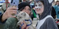 Кошки, собаки и крысы встретились на Конногвардейском бульваре
