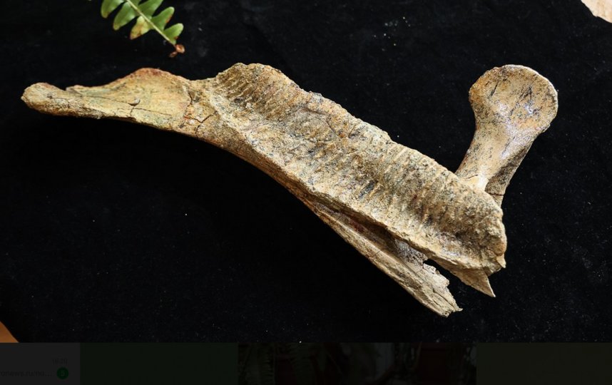 ������ ����� ����������, ���������� � ��������������� �����. �����-������ �����.