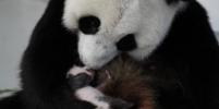 Зоологи определили пол детеныша панд Жуи и Диндин, родившегося месяц назад в Московском зоопарке