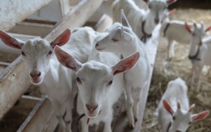 "� ����������� ��������?" ���� ������������� ���������.