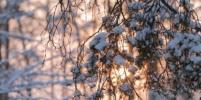 Умеренный мороз и небольшой снег ожидаются в Петербурге 3 декабря