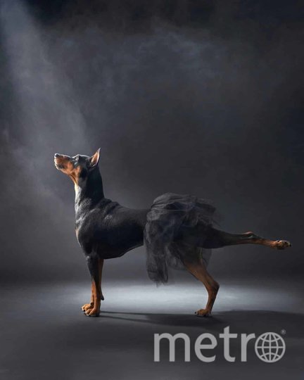 Та самая собака-балерина.
