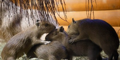 Ленинградский зоопарк показал подрастающих капибарят