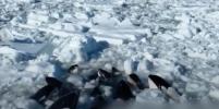 Около десяти косаток застряли среди льдов у побережья Хоккайдо