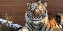 Ленинградский зоопарк показал, как отдыхает на солнышке тигр Зевс