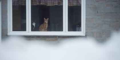 Дружит с домовым и предсказывает будущее: как славяне относились к кошкам