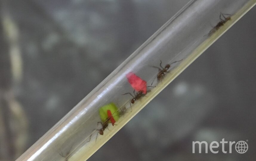 Из террариума в гнездо сделаны прозрачные трубки, чтобы посетители могли полностью погрузиться в жизнь муравьёв.