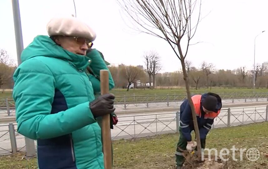 В Петербурге высаживают деревья в память о погибших в годы Великой Отечественной войны