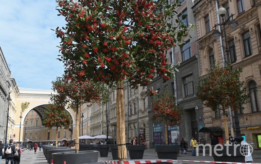 В центре Петербурга появилась «ягодная» аллея