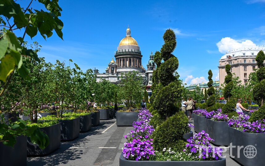 ПМЭФ прошел, 3 млн цветов на улицах Петербурга остались