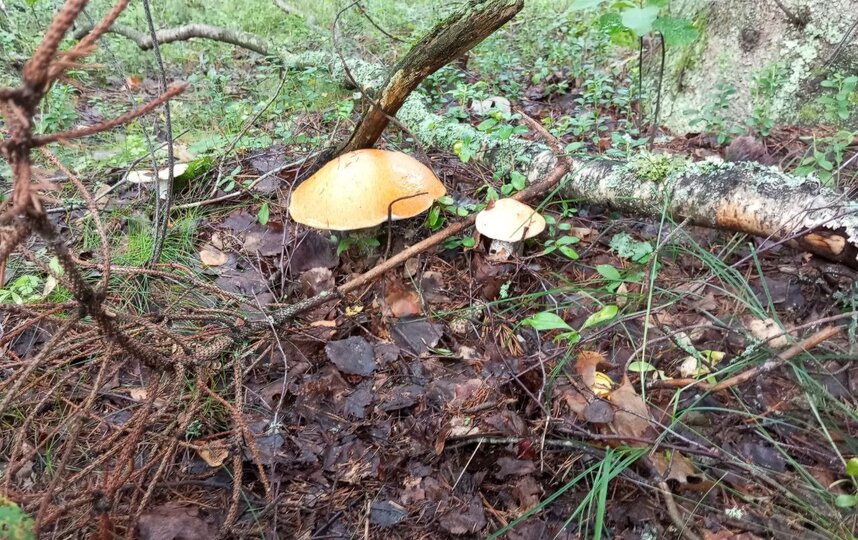 Telegram-����� ���������� ��������