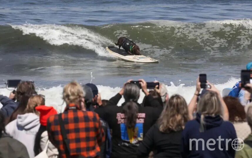     – . World Dog Surfing Championships