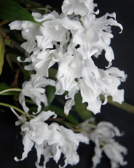 Орхидея целогина гребенчатая (Coelogyne cristata var. hololeuca), Индия. Орхидея целогина гребенчатая (Coelogyne cristata var. hololeuca), Индия.