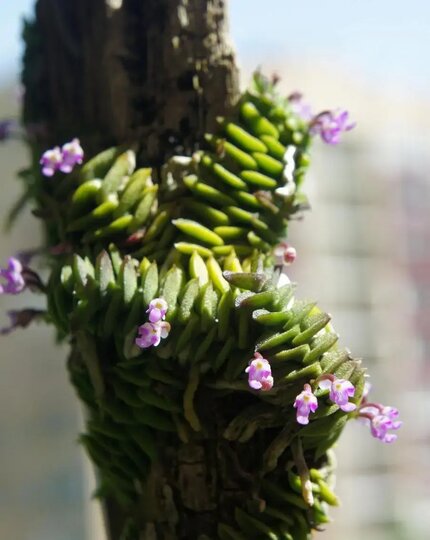 Орхидея шенорхис сколопендровый (Schoenorchis scolopendria), Вьетнам. Орхидея шенорхис сколопендровый (Schoenorchis scolopendria), Вьетнам.
