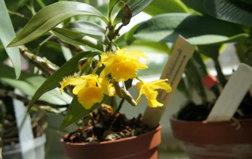 Орхидея дендробиум харвея (Dendrobium harveyanum), Вьетнам, Таиланд, Мьянма. Орхидея дендробиум харвея (Dendrobium harveyanum), Вьетнам, Таиланд, Мьянма.