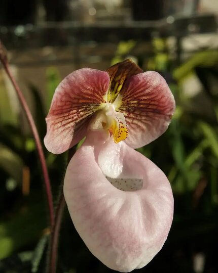 Орхидея пафиопедилум мелкоцветковый (Paphiopedilum micranthum), Китай. Орхидея пафиопедилум мелкоцветковый (Paphiopedilum micranthum), Китай.