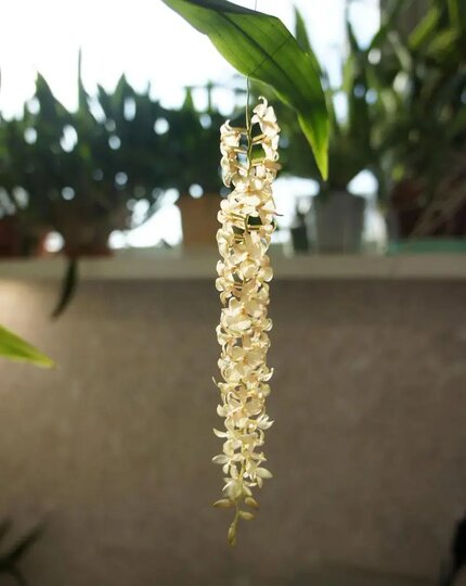 Орхидея Дендрохилум Хампела (Dendrochilum hampelii), Филиппины. Впервые был описан только в 2015 году. Орхидея Дендрохилум Хампела (Dendrochilum hampelii), Филиппины. Впервые был описан только в 2015 году.