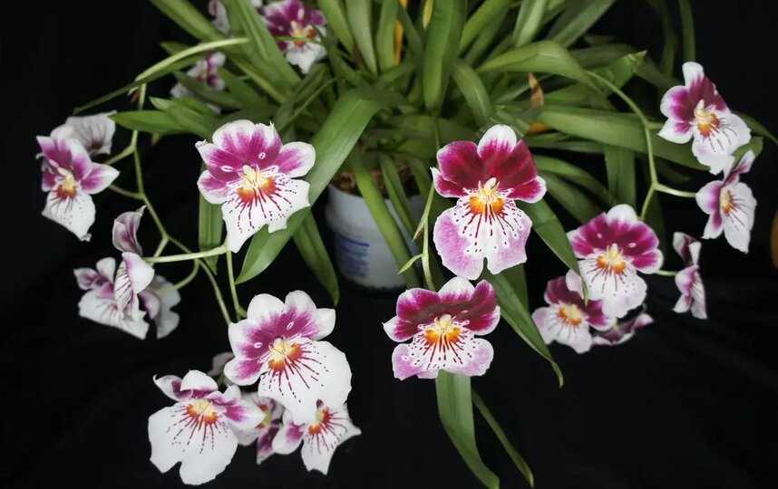 Орхидея Мильтониопсис гибридный (Miltoniopsis hybrid). Природные виды растут в Колумбии, Коста-Рике, Панаме, Перу и Эквадоре. Орхидея Мильтониопсис гибридный (Miltoniopsis hybrid). Природные виды растут в Колумбии, Коста-Рике, Панаме, Перу и Эквадоре.