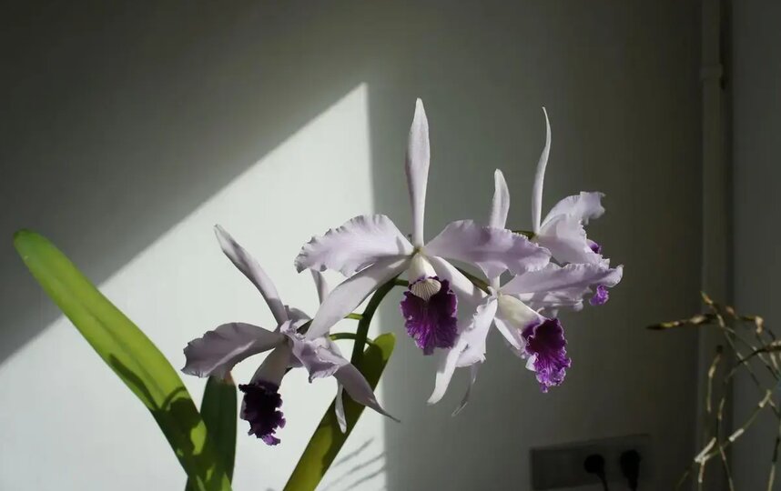 Орхидея Лаелия Красивая (Laelia Pulcherrima coerulea), гибрид двух бразильских лаелий, Бразилия. Орхидея Лаелия Красивая (Laelia Pulcherrima coerulea), гибрид двух бразильских лаелий, Бразилия.