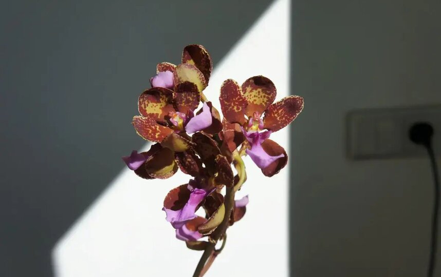 Орхидея Трихоцентрум Ланца (Trichocentrum lanceanum), Эквадор, Колумбия, Венесуэла. Орхидея Трихоцентрум Ланца (Trichocentrum lanceanum), Эквадор, Колумбия, Венесуэла.