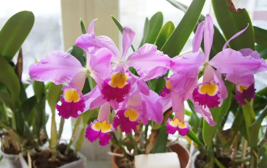 Орхидея Каттлея эльдорадо (Cattleya eldorado), Бразилия. Орхидея Каттлея эльдорадо (Cattleya eldorado), Бразилия.