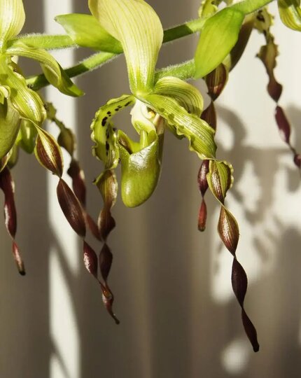 Орхидея Пафиопедилум Париша (Paphiopedilum parishii), Таиланд, Лаос, Мьянма. Орхидея Пафиопедилум Париша (Paphiopedilum parishii), Таиланд, Лаос, Мьянма.