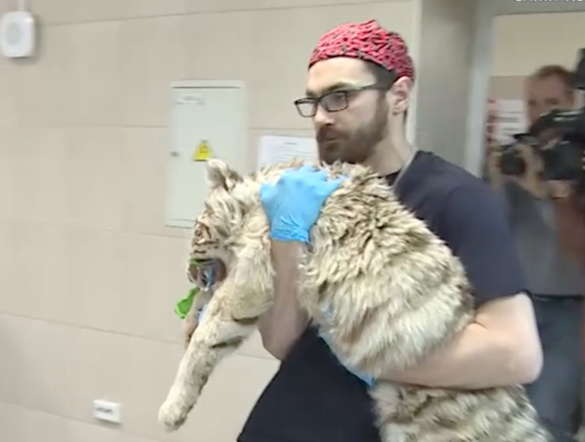 Осмотрели кошачьи глазки: бенгальского тигренка из Новгорода привезли на осмотр к петербургскому окулисту
