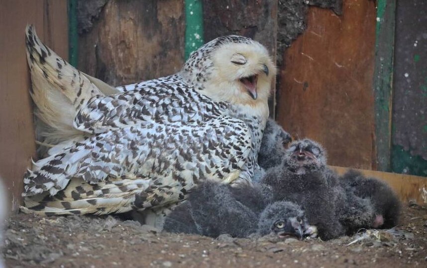 В Ленинградском зоопарке пара полярных сов вновь стала родителями пятерых птенцов