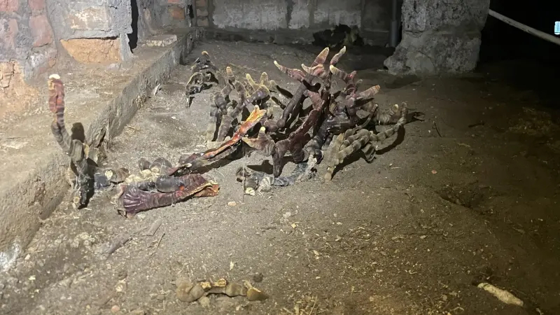 В подвале дома под Гатчиной обнаружили огромный гриб-мутант