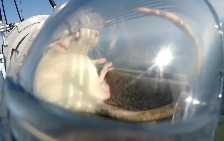 Как крысу Пифию отправили в стратосферу с нейроимплантами в мозгу