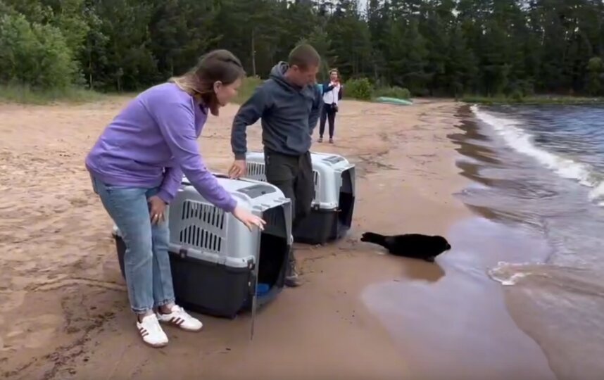 Как прошел первый в этом году выпуск нерпят в Ладожское озеро после реабилитации 9 июля 2025