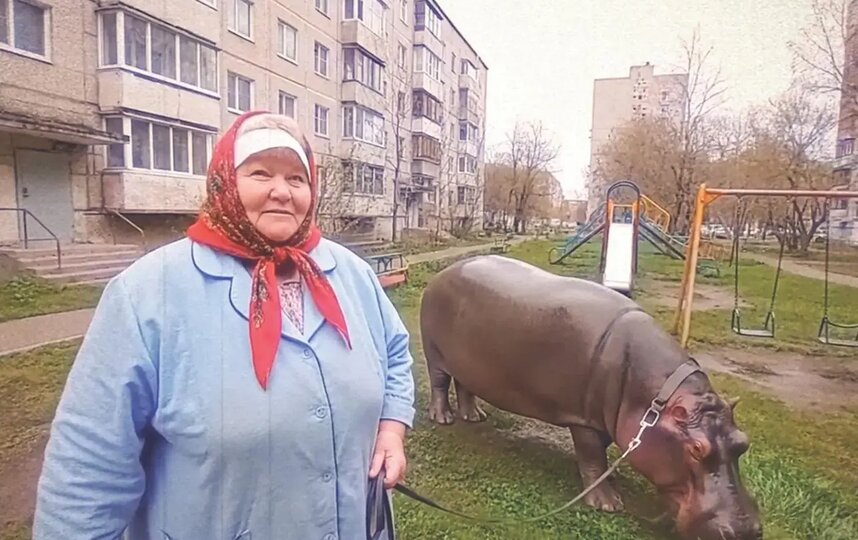 Самый ласковый питомец – бегемот Булька. Самый ласковый питомец – бегемот Булька.