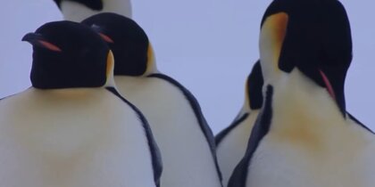 На Южном полюсе у станции "Мирный" родились птенцы императорских пингвинов